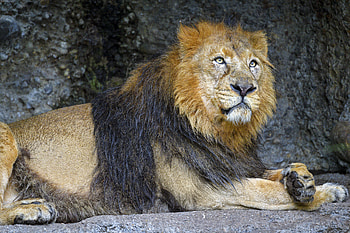 Animals, Lion, Predator, Wildlife, Animal, King Of Beasts, King Of The Beasts HD wallpaper