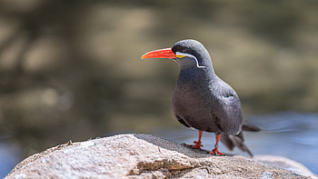 Animal, bird HD wallpaper