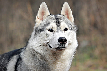Animals, Dog, Muzzle, Sight, Opinion, Waiting, Expectation HD wallpaper