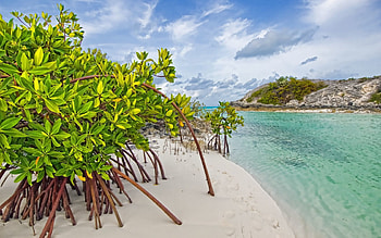 Nature, Leaves, Sand, Shore, Bank, Mangrove HD wallpaper