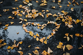 Nature, Autumn, Foliage, Dry, Heart, Fallen HD wallpaper