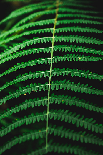 Leaves, Plant, Macro, Fern HD phone wallpaper