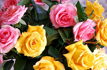 Flowers, Roses, Pink, Bouquet, Buds HD wallpaper