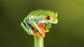 Red Eye Tree Frog, Enigmatic amphibian, Wonder's next stop, Nature's marvel HD wallpaper