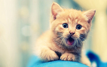 Animals, Kitty, Kitten, Muzzle, Beautiful, Kid, Tot, Open Mouth HD wallpaper