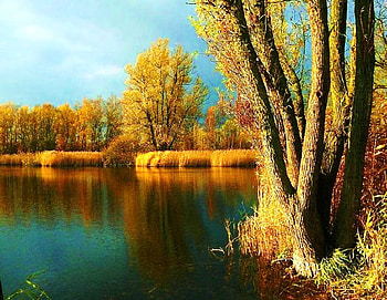 The gold of autumn, blue green, gold plants, gold autumn trees, calm, lake, reflections HD wallpaper