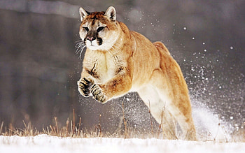 Animals, Winter, Snow, Puma, Bounce, Jump HD wallpaper