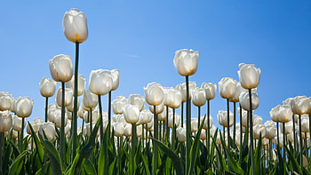 White Tulips, Field, Flowers, Tulips, Spring HD wallpaper