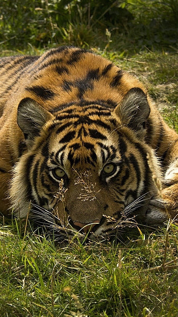 Tiger , Forest, Tiger HD phone wallpaper
