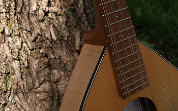 The Mandolin, guitar, grass, mandolin, tree HD wallpaper