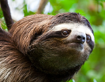 Funny Looking Sloths HD wallpaper