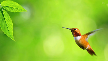 HUMMINGBIRD, Leaf, Wings, Beak, Feathers HD wallpaper