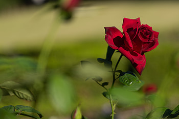 Flowers, Flower, Plant, Rose Flower, Rose, Bloom, Flowering HD wallpaper