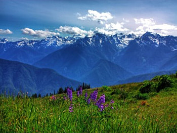Alpine Flowers, flowers, alpine HD wallpaper