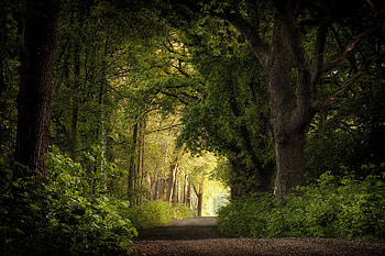 Path in the forest, nature, sand, Forest, tree HD wallpaper