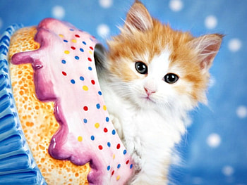 Kitten, blue, sweet, animal, white, cute, cat, orange, pink, rachael hale, cupcake HD wallpaper