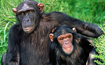 Chimpanzee, Majestic creatures, Nature's wonders, Primate behavior HD wallpaper