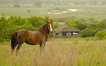 Animals, Horses HD wallpaper