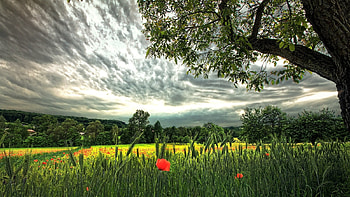 poppy field, ears, clouds, poppies, field HD wallpaper