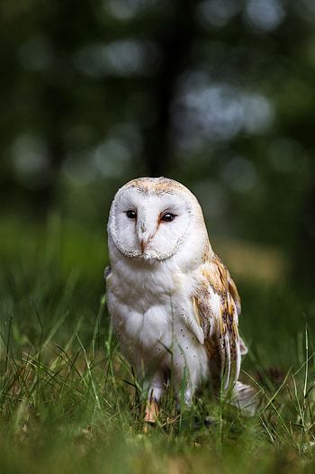 Animals, Owl, Bird, Predator, Sight, Opinion, Wildlife, Feathered HD phone wallpaper