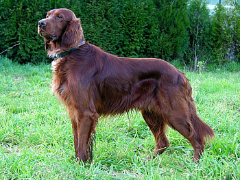 Irish Setter, dog, irish, setter, red HD wallpaper