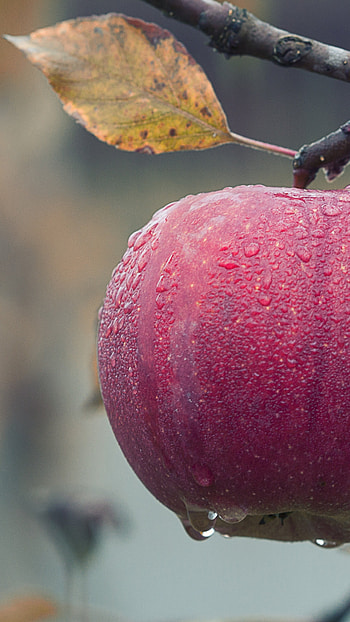 Fruit, Apple Trees HD phone wallpaper