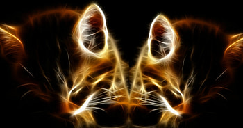 Fractal Kittens, BEAUTY, NATURE, CATS, FELINES HD wallpaper