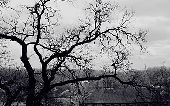 Nature, Wood, Tree, Branches, Branch, Roof, Gloomy, Creepy, Black And White HD wallpaper