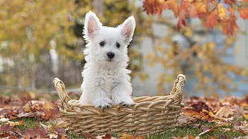 Animals, Dogs HD wallpaper