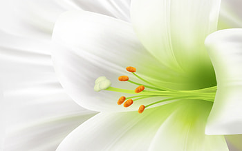 Plants, Flowers HD wallpaper