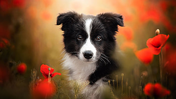 Cute puppy, graphy, cute, dogs, border, poppies, puppy, red, animals, collie, adorable HD wallpaper