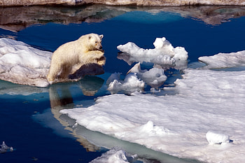 Animals, Water, Snow, Antarctica, Polar Bear HD wallpaper