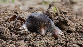 Mole habitat, Mole behavior, Mole conservation, Mole ecosystem HD wallpaper