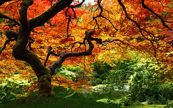 Landscape, Plants, Trees, Autumn HD wallpaper