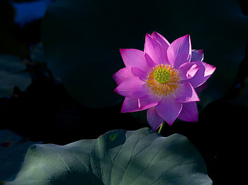 Lotus, Sheet, Flower, Petals HD wallpaper