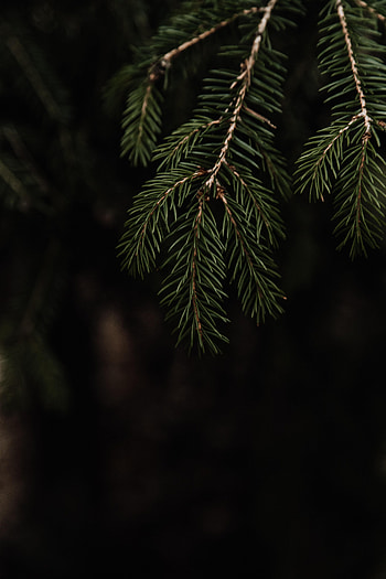 Nature, Needle, Branch, Spruce, Fir HD phone wallpaper