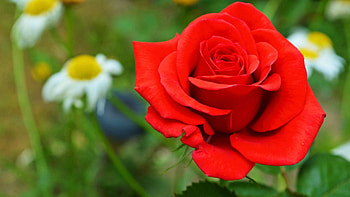 Red Rose, garden, petals, camomille, blossoms HD wallpaper