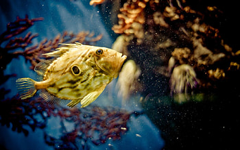 Animals, Swimming, Fish, Underwater, Submarine HD wallpaper