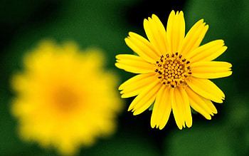 Background, Flower, Macro, Petals, Greased, Smeared HD wallpaper