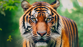 Majestic Tiger - Exotic Animal Background, Animal, tiger HD wallpaper