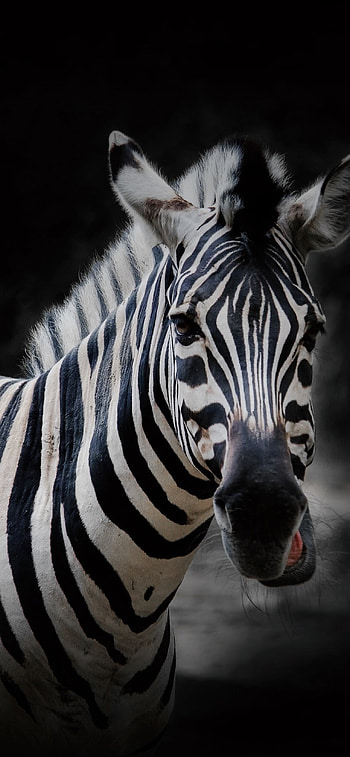 Black background, 12 Pro, Zebra , Striking contrast HD phone wallpaper