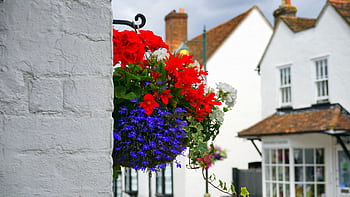 Colorful hanging flower basket against a white brick wall with traditional English houses in the background. HD wallpaper