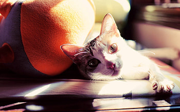 Animals, Cat, To Lie Down, Lie, Muzzle, Sunlight, Paw HD wallpaper