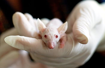 Close-up of a white mouse held by a gloved hand, symbolizing laboratory research and experimentation. HD wallpaper