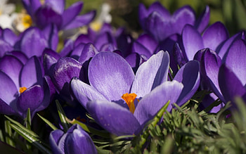 Crocuses, purple, pink, crocus, flower, green, spring HD wallpaper