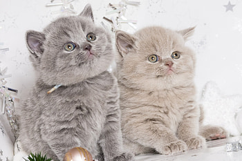 Animals, Couple, Pair, Cute, Kittens, British HD wallpaper