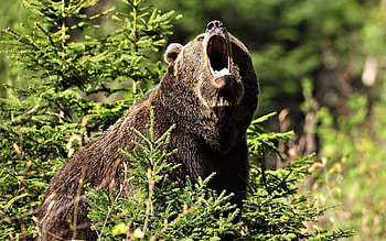 Animals, Grass, Forest, Aggression, Brown, Bear HD wallpaper