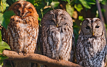 Animals, Birds, Owl, Predators, Sit HD wallpaper