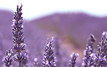 Beautiful Flowers, nature, flowers, bloom, lavender HD wallpaper