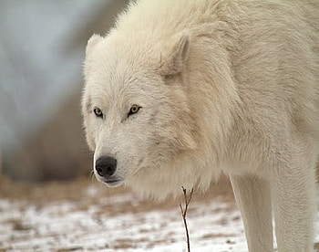 Arctic Wolf, dog, wolves, animals, other, dogs, wolf HD wallpaper